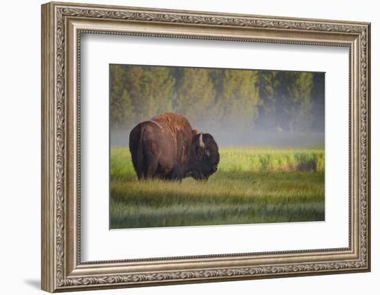 Bison in Morning Light-Sandipan Biswas-Framed Photographic Print