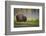 Bison in Morning Light-Sandipan Biswas-Framed Photographic Print