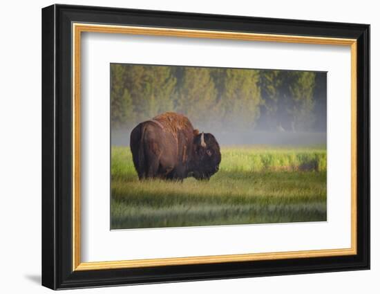 Bison in Morning Light-Sandipan Biswas-Framed Photographic Print