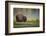 Bison in Morning Light-Sandipan Biswas-Framed Photographic Print