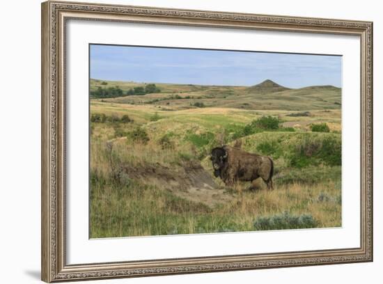 Bison in North Dakota Landscape-Galloimages Online-Framed Photographic Print