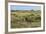 Bison in North Dakota Landscape-Galloimages Online-Framed Photographic Print