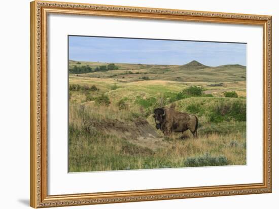 Bison in North Dakota Landscape-Galloimages Online-Framed Photographic Print