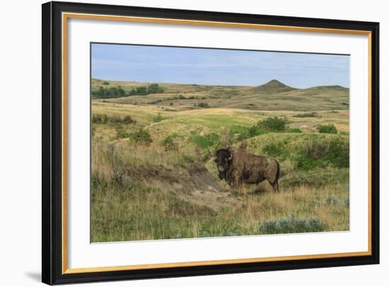 Bison in North Dakota Landscape-Galloimages Online-Framed Photographic Print