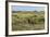 Bison in North Dakota Landscape-Galloimages Online-Framed Photographic Print