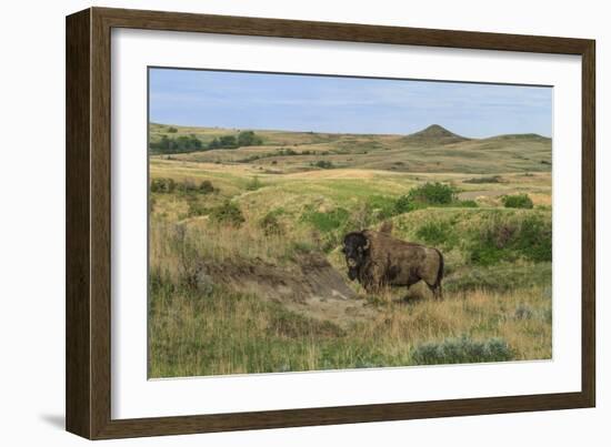 Bison in North Dakota Landscape-Galloimages Online-Framed Photographic Print