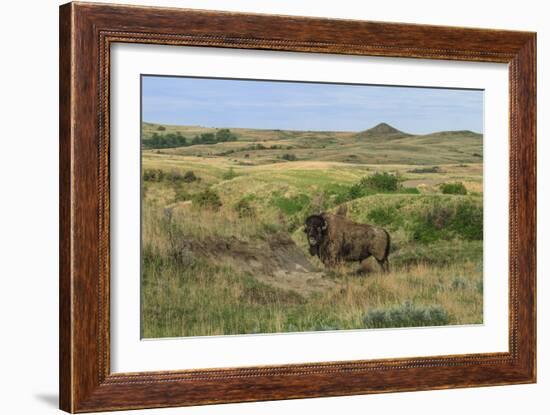 Bison in North Dakota Landscape-Galloimages Online-Framed Photographic Print