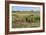 Bison in North Dakota Landscape-Galloimages Online-Framed Photographic Print