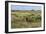 Bison in North Dakota Landscape-Galloimages Online-Framed Photographic Print