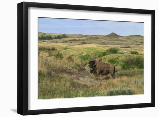 Bison in North Dakota Landscape-Galloimages Online-Framed Photographic Print