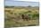 Bison in North Dakota Landscape-Galloimages Online-Mounted Photographic Print