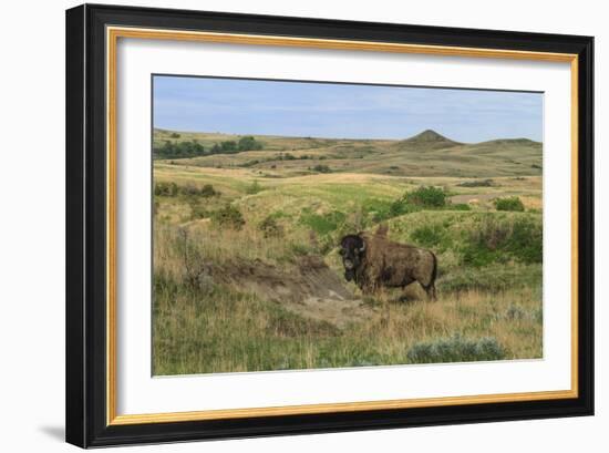 Bison in North Dakota Landscape-Galloimages Online-Framed Photographic Print