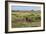 Bison in North Dakota Landscape-Galloimages Online-Framed Photographic Print