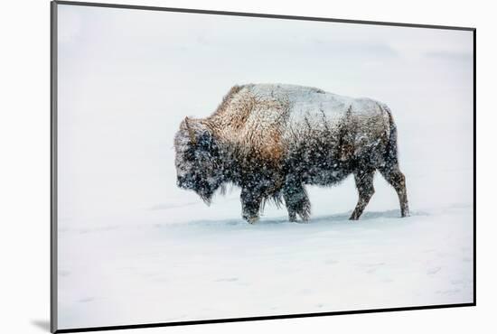 Bison in snow, Yellowstone National Park, Wyoming-Art Wolfe-Mounted Giclee Print