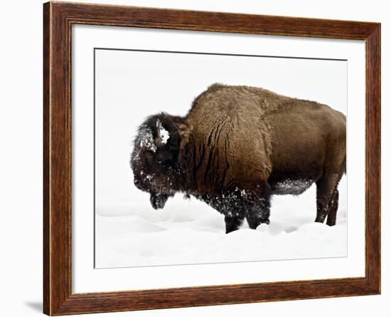 Bison in Snow, Yellowstone National Park, Wyoming-null-Framed Photographic Print