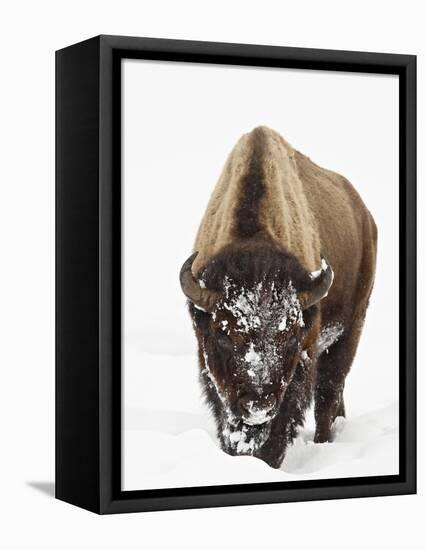 Bison in Snow, Yellowstone National Park, Wyoming-null-Framed Premier Image Canvas