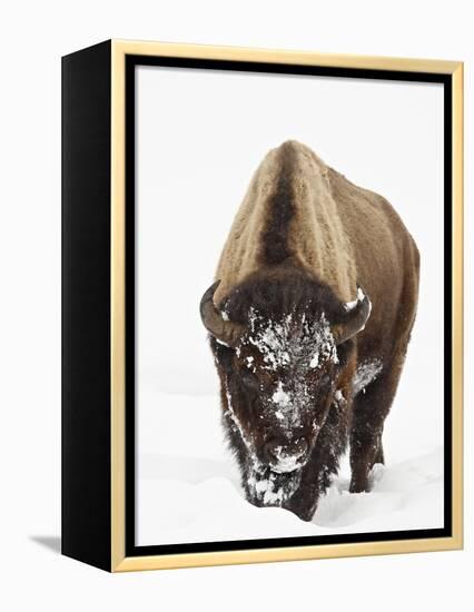 Bison in Snow, Yellowstone National Park, Wyoming-null-Framed Premier Image Canvas