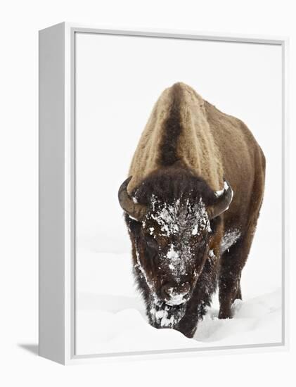 Bison in Snow, Yellowstone National Park, Wyoming-null-Framed Premier Image Canvas