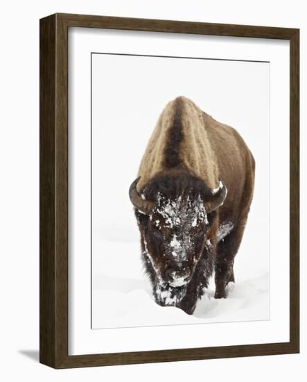 Bison in Snow, Yellowstone National Park, Wyoming-null-Framed Photographic Print