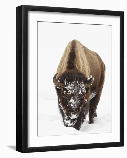 Bison in Snow, Yellowstone National Park, Wyoming-null-Framed Photographic Print