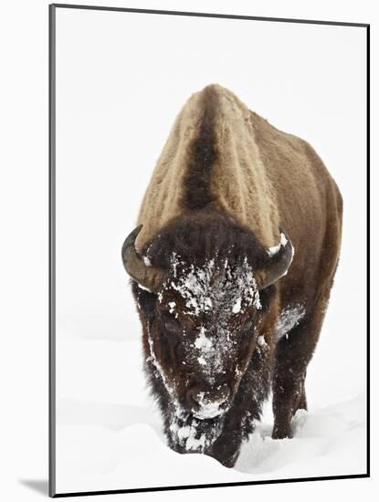 Bison in Snow, Yellowstone National Park, Wyoming-null-Mounted Photographic Print