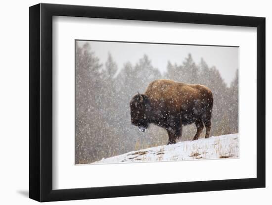 Bison in Snow-Jason Savage-Framed Art Print