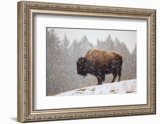 Bison in Snow-Jason Savage-Framed Art Print