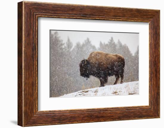 Bison in Snow-Jason Savage-Framed Art Print