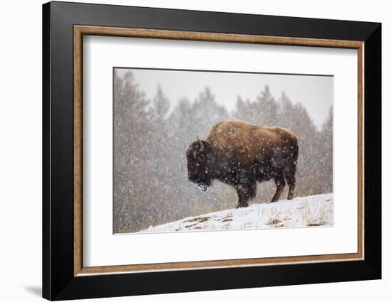 Bison in Snow-Jason Savage-Framed Art Print