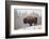 Bison in Snow-Jason Savage-Framed Art Print