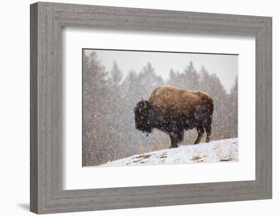 Bison in Snow-Jason Savage-Framed Art Print