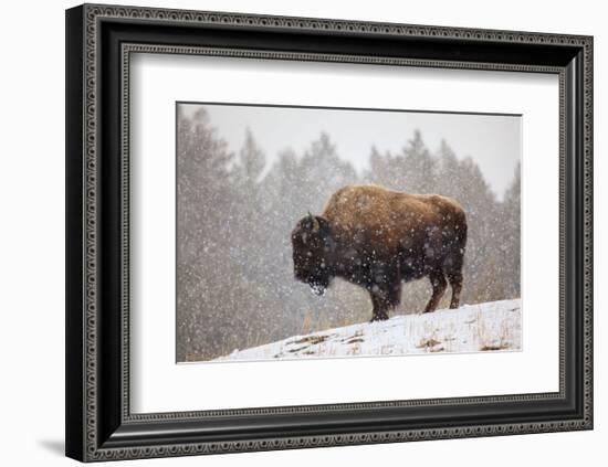 Bison in Snow-Jason Savage-Framed Art Print