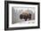 Bison in Snow-Jason Savage-Framed Art Print