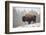 Bison in Snow-Jason Savage-Framed Art Print