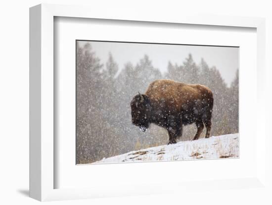 Bison in Snow-Jason Savage-Framed Art Print