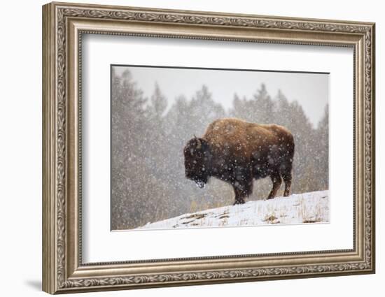 Bison in Snow-Jason Savage-Framed Giclee Print