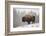 Bison in Snow-Jason Savage-Framed Giclee Print