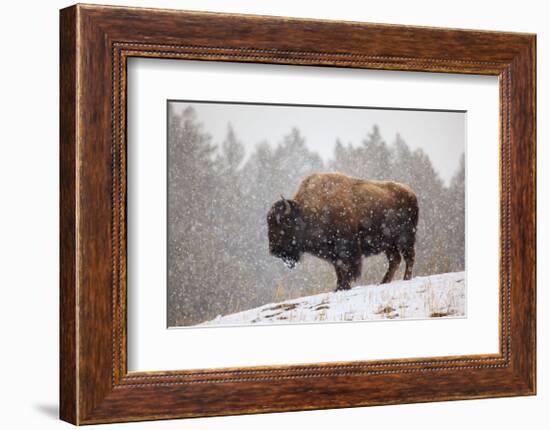 Bison in Snow-Jason Savage-Framed Giclee Print