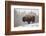 Bison in Snow-Jason Savage-Framed Giclee Print