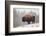 Bison in Snow-Jason Savage-Framed Giclee Print