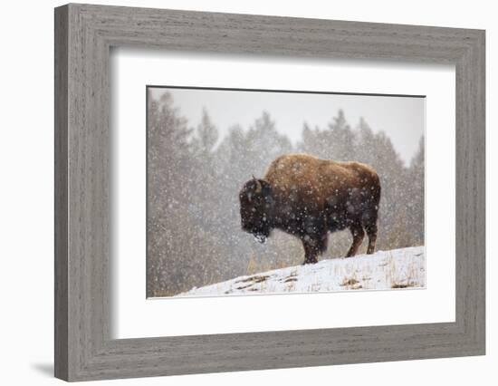 Bison in Snow-Jason Savage-Framed Giclee Print