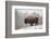 Bison in Snow-Jason Savage-Framed Giclee Print