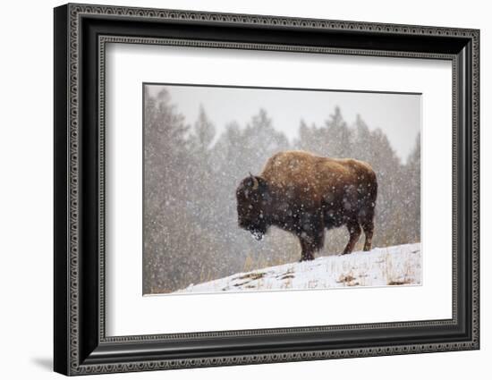 Bison in Snow-Jason Savage-Framed Giclee Print