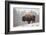 Bison in Snow-Jason Savage-Framed Giclee Print