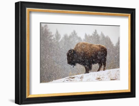 Bison in Snow-Jason Savage-Framed Giclee Print