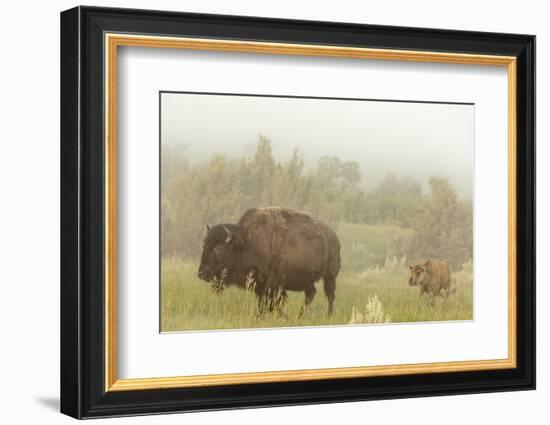 Bison in Theodore Roosevelt National Park, North Dakota, Usa-Chuck Haney-Framed Photographic Print