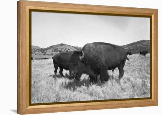 Bison in Wildlife Refuge-Philip Gendreau-Framed Premier Image Canvas