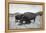 Bison in Wildlife Refuge-Philip Gendreau-Framed Premier Image Canvas