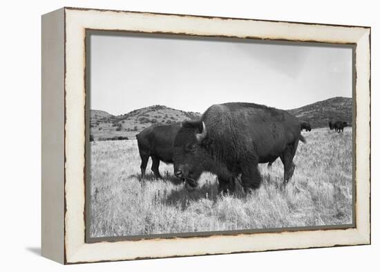 Bison in Wildlife Refuge-Philip Gendreau-Framed Premier Image Canvas