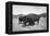 Bison in Wildlife Refuge-Philip Gendreau-Framed Premier Image Canvas